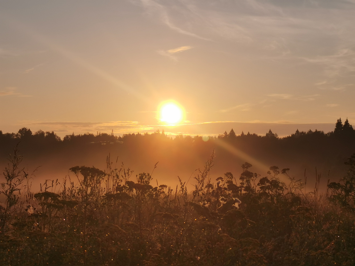 Утренний рассвет и полевые травы