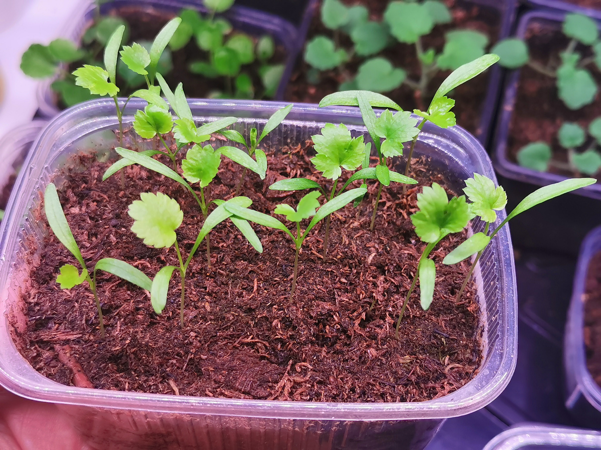 Кто написал, что эта "петрушка" долго развивается? Довольно бодро растет