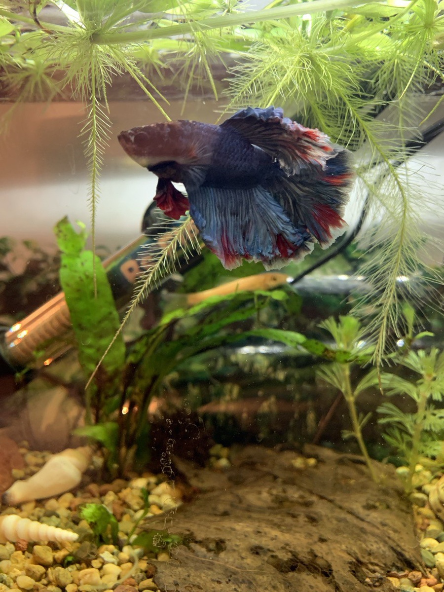 Петр Ляксеич или дон Педро