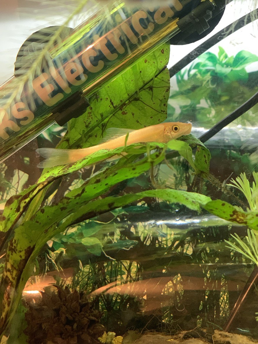 Русалочка. Отдыхает на листочках. Желтый китайский водорослеед.