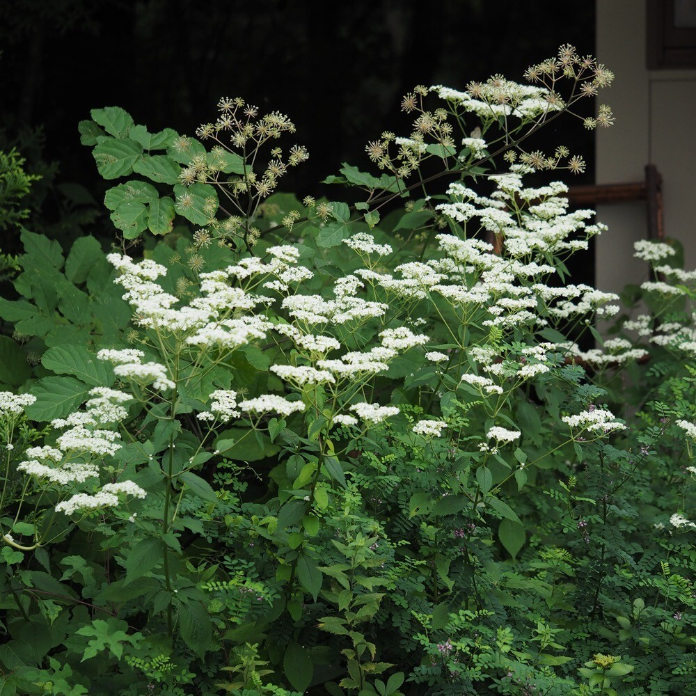 PATRINIA villosa/ фото из сети