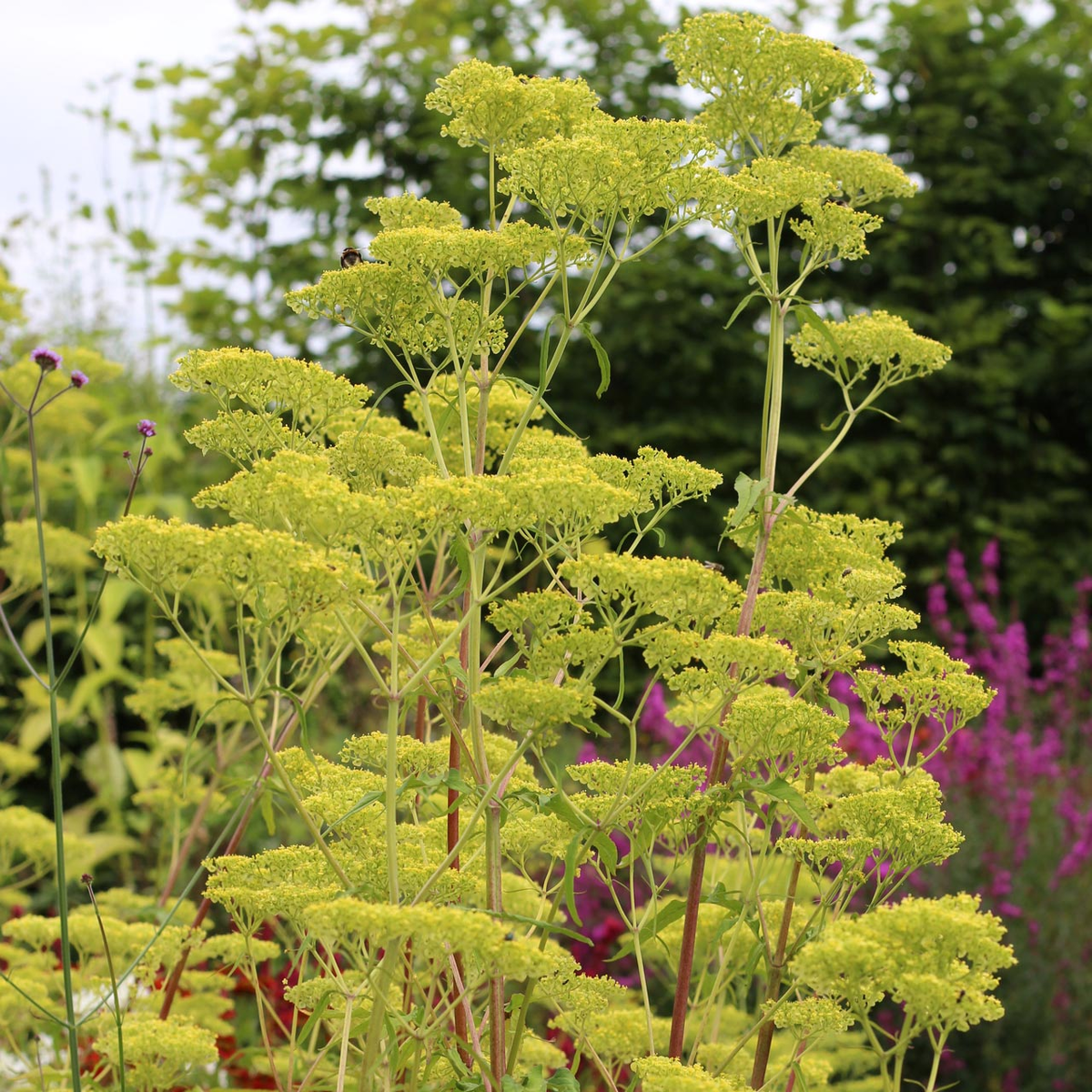 PATRINIA monandra / фото https://www.wildegoosenursery.co.uk