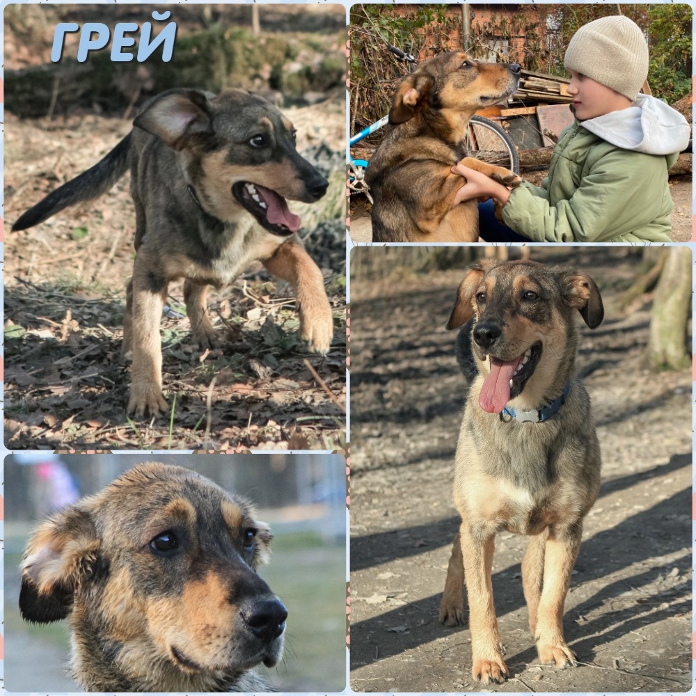 САНКТ-ПЕТЕРБУРГ И ЛО
Грей ищет ДОМ
vk.com/club209349222 - Группа Грея и его история
Собака с очень не простой судьбой, которую сбили машиной и с переломами в жуткий мороз бросили умирать у помойки.
Сейчас Грей ПОЛНОСТЬЮ ЗДОРОВ!
🐾Находится на передержке, где от него просто в восторге. Очень любящий, человекоориентированный, активный и игривый. Прекрасно ладит с другими животными, детьми! Самый замечательный, добрый, лучезарный мальчик. Очень ждёт своего человека, который станет для него всем миром. Если бы Вы только видели, как он радуется, когда к нему приезжаешь! Сразу хочет играть, обниматься, общаться! Он станет прекрасным другом и компаньоном! Не на цепь!
От меня любая помощь: переезд, сопровождение, так же возможно взять его с испытательным сроком. Привезу Вас к нему познакомиться.
👉Возраст примерно 5 лет, вес примерно 15кг, в холке примерно 40см, кастрирован, чипирован, привит, ЗДОРОВ
☎+7 950 022-56-40 - Анжела, куратор Грея
#foto_hvost #фотохвост #помогаю_информационно_Грей_СПб
фотоархив: https://vk.com/album-171116447_308430590
ссылка для репоста: https://vk.com/wall-171116447_79897 