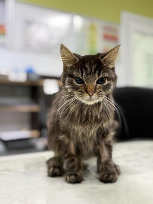 Спасённая малышка Пуша
Фото: из группы приюта «Добрый» (Северо-Запад) в соцсети «ВКонтакте»