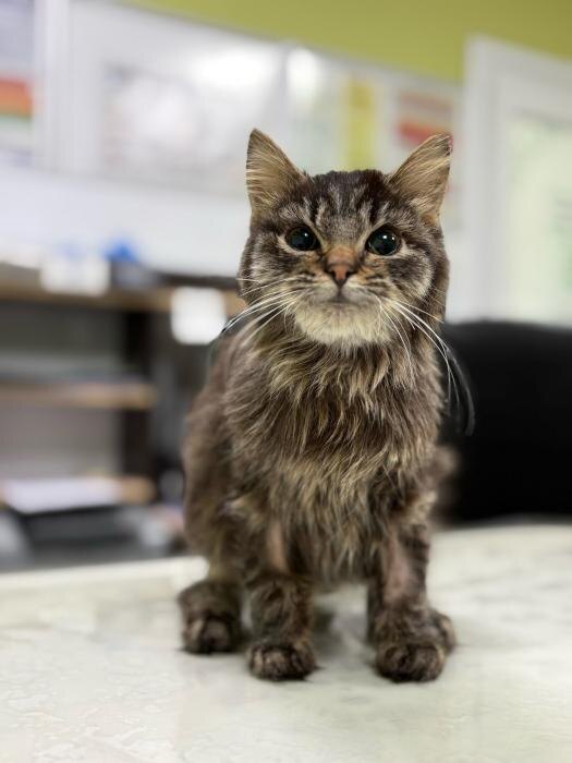 Спасённая малышка Пуша
Фото: из группы приюта «Добрый» (Северо-Запад) в соцсети «ВКонтакте»