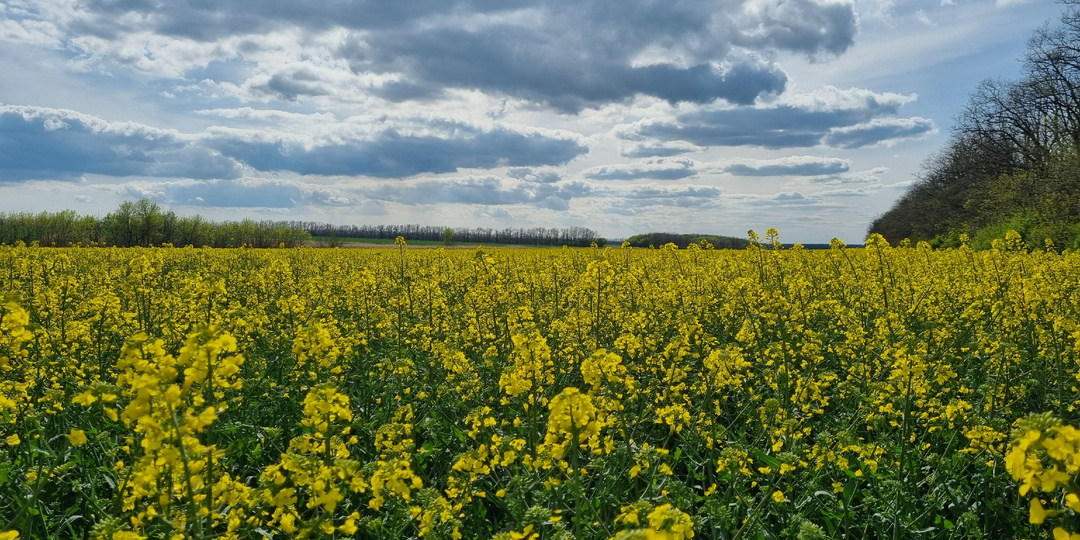Озимый рапс - технология возделывания