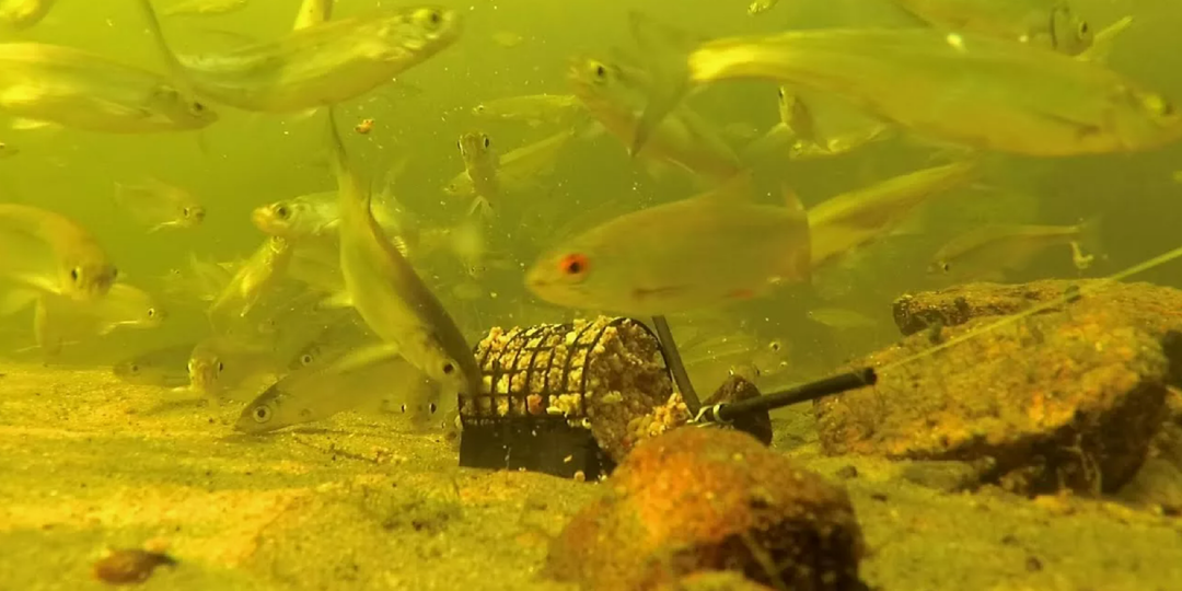 Что не так с вашей прикормкой: частые ошибки рыболовов