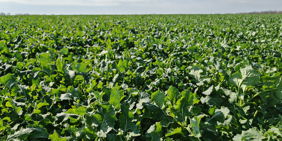 Озимый рапс - технология возделывания