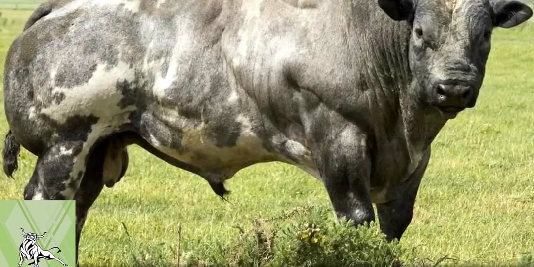 Бельгийская голубая порода