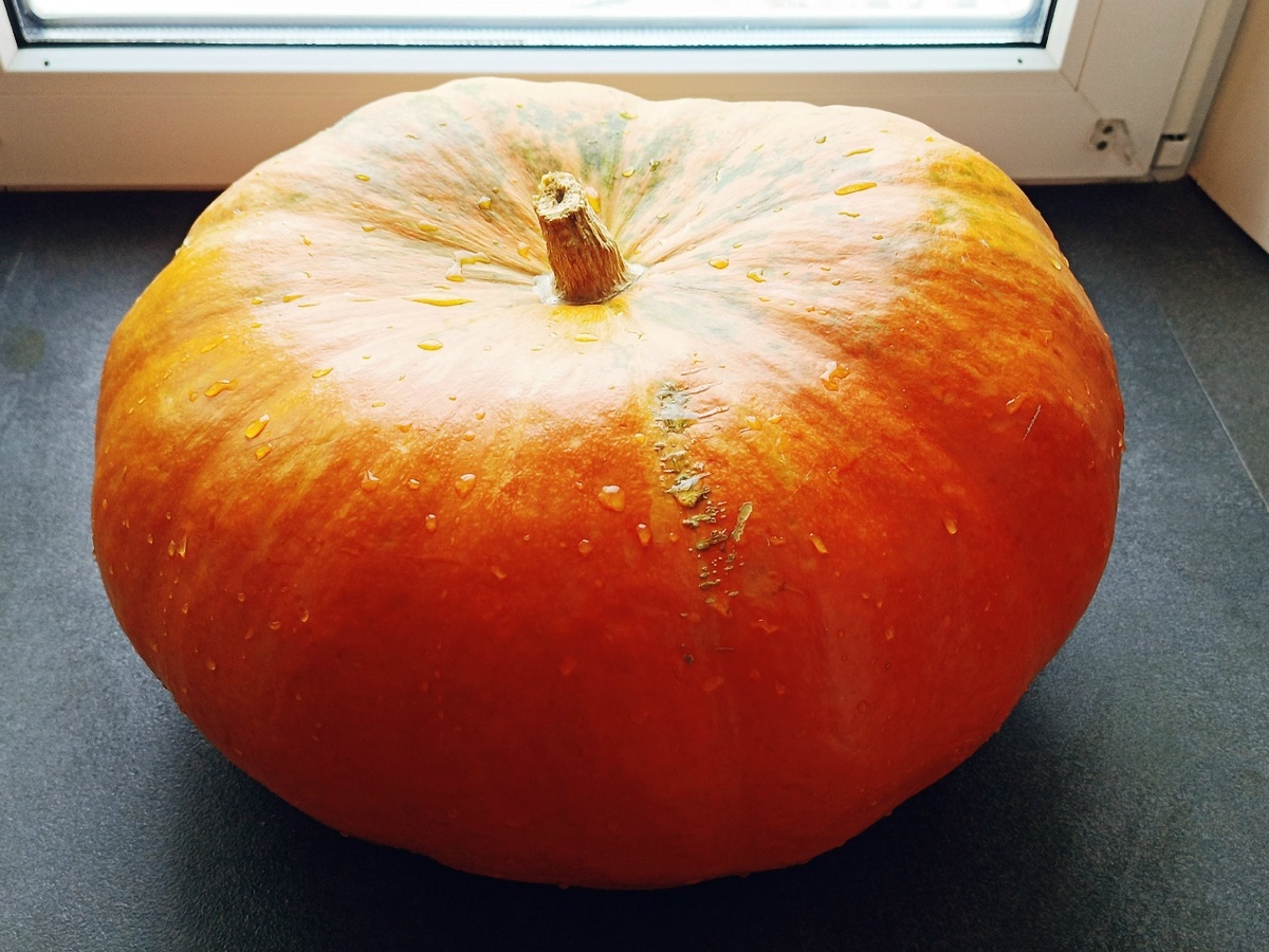 Тыква "Красавица" - когда название сорта и внешний вид совпадают