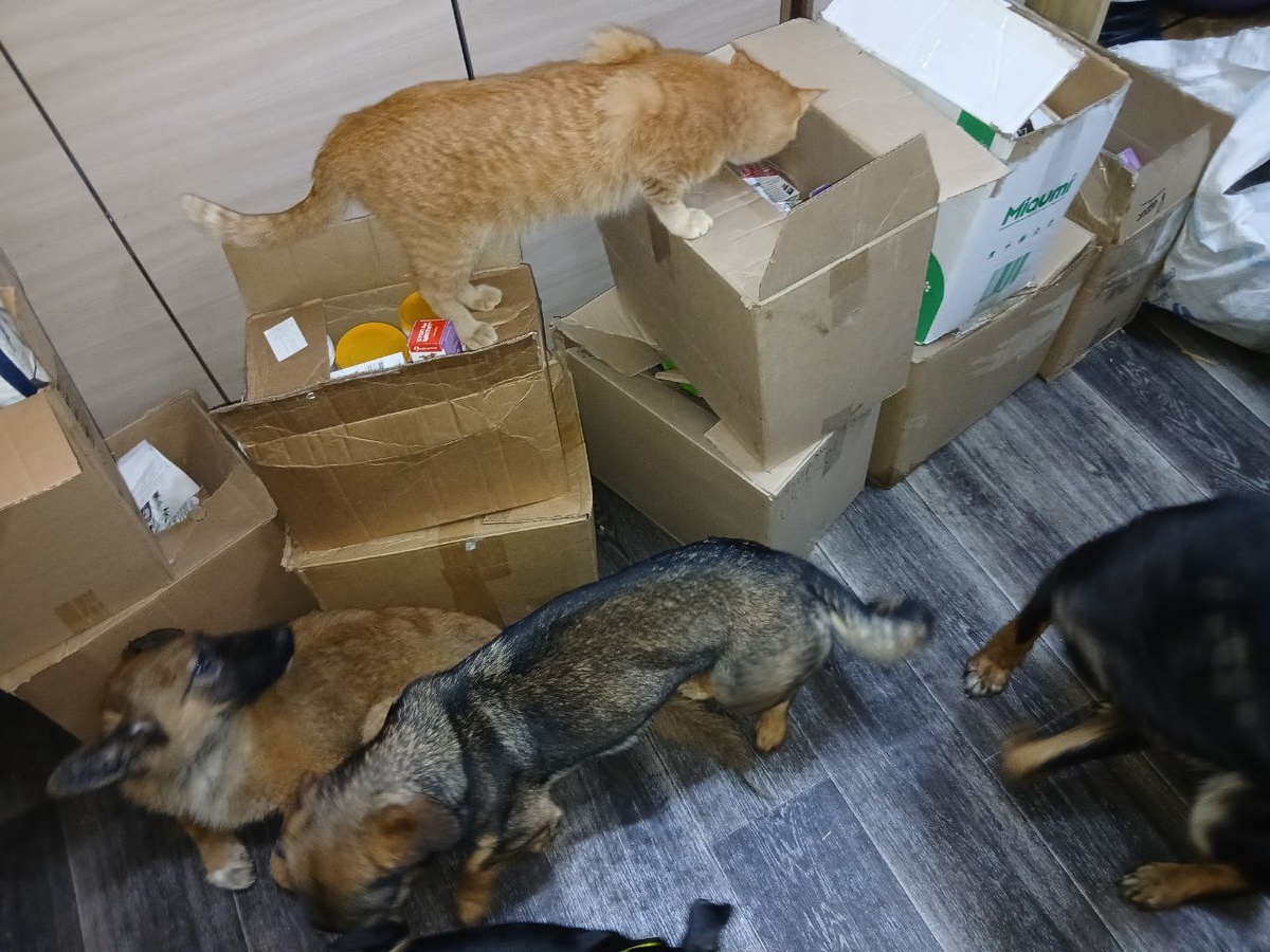 В приют привезли подарки. Пушистый контроль, не дремлет, рыжий котик первый проверяет коробки 