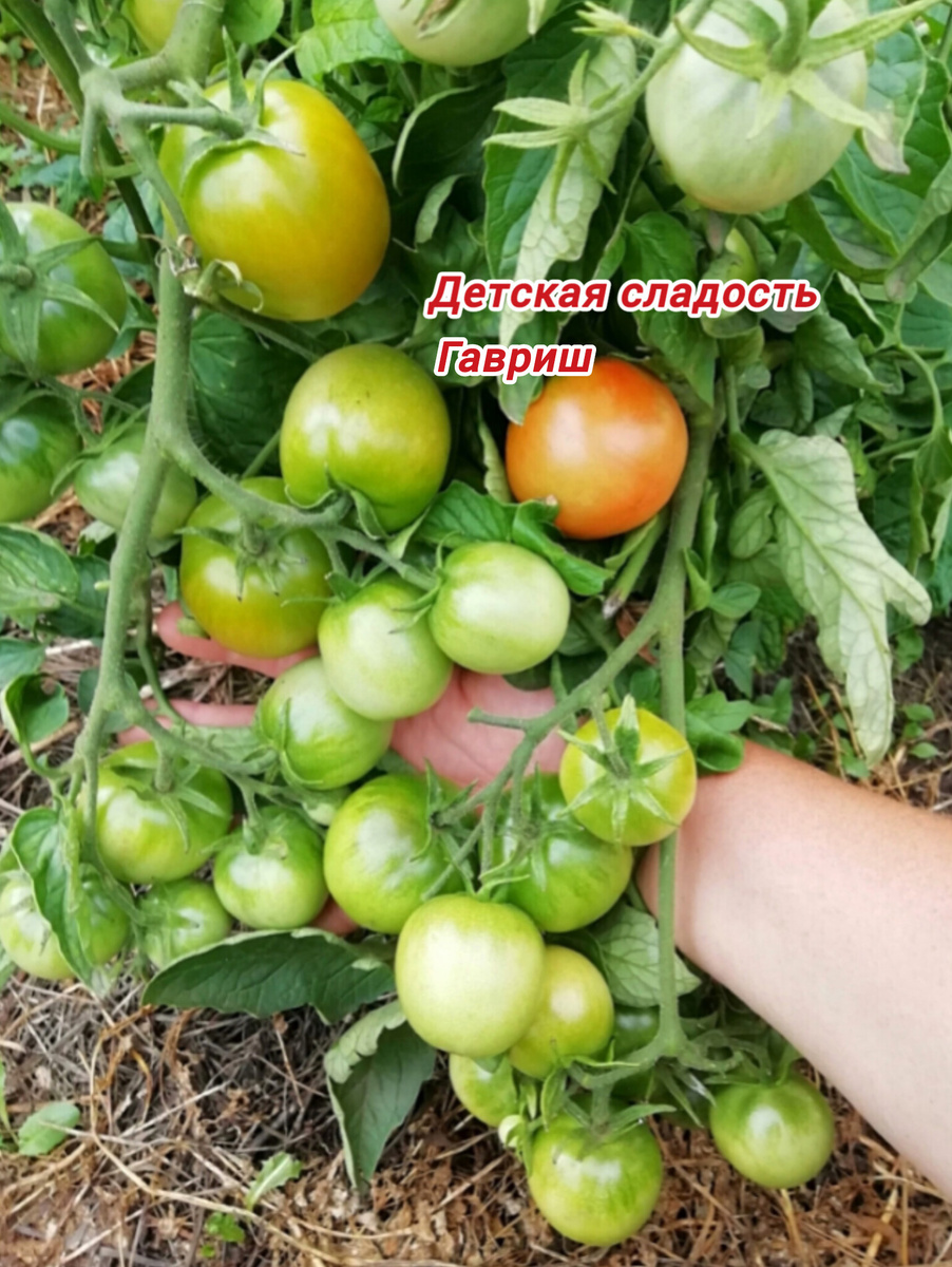 Мама рассаду выращивает, я высаживаю и ухаживаю до созревания плодов