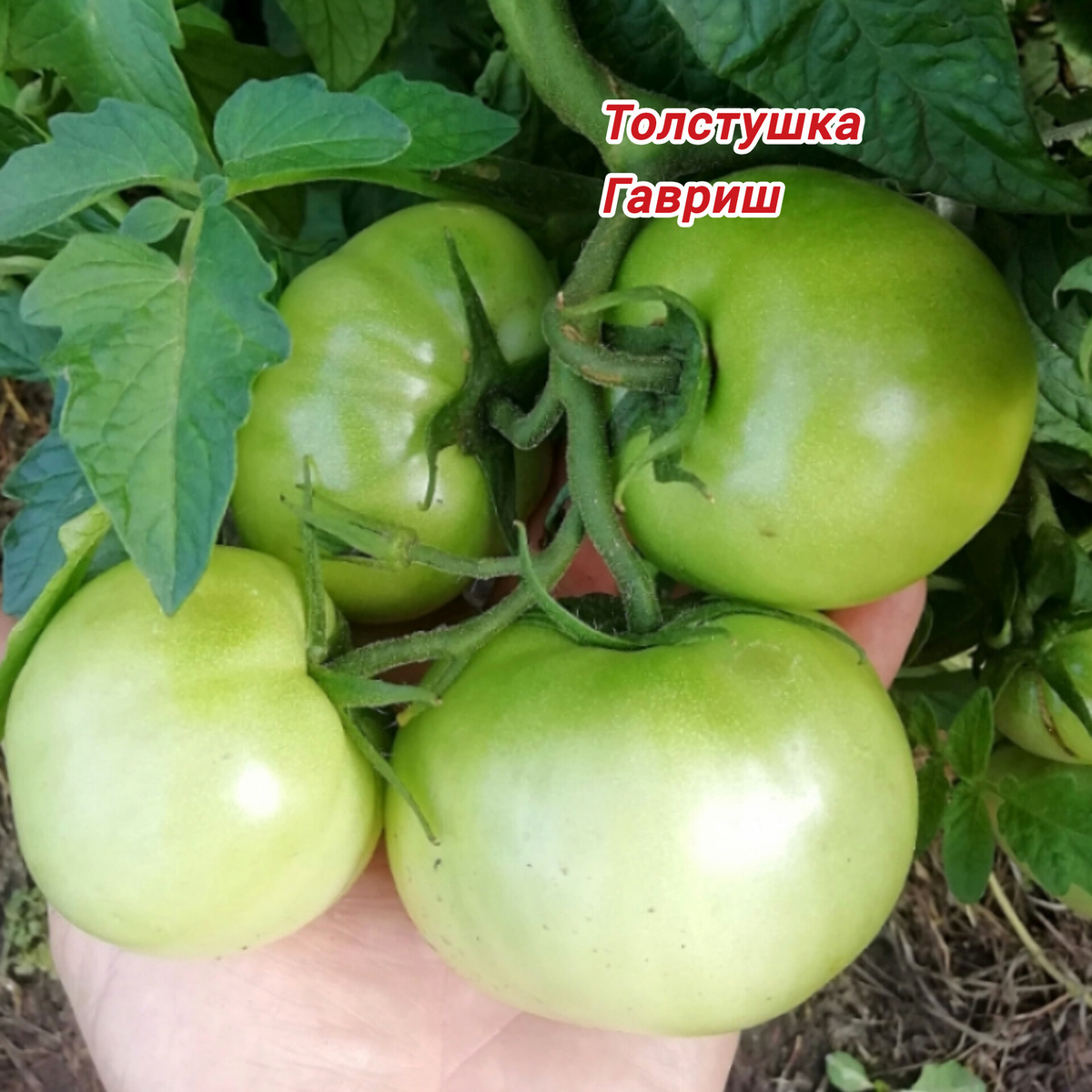 Фото автора канала