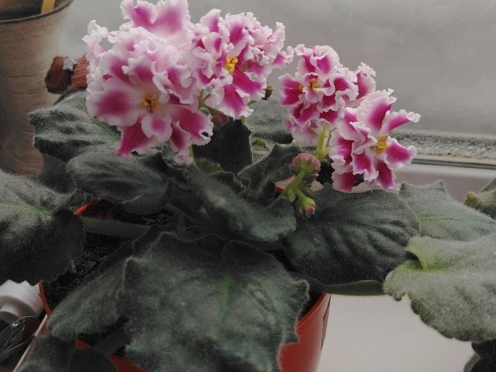 ПРЕЛЕСТНАЯ ФИАЛКА-КЛУБНИКА И СЛИВКИ.