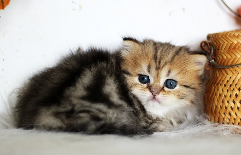 Кошечка хайленд страйт из питомника Real cat's. Окрас черный мраморный браун