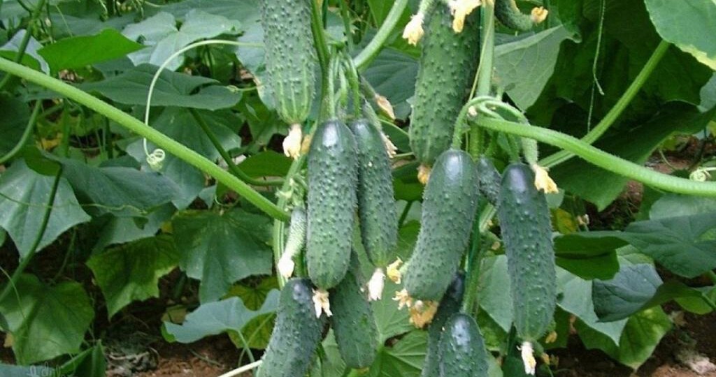 🥒 1 хитрость, и урожай огурцов будет 10 кг с куста, без капли удобрения