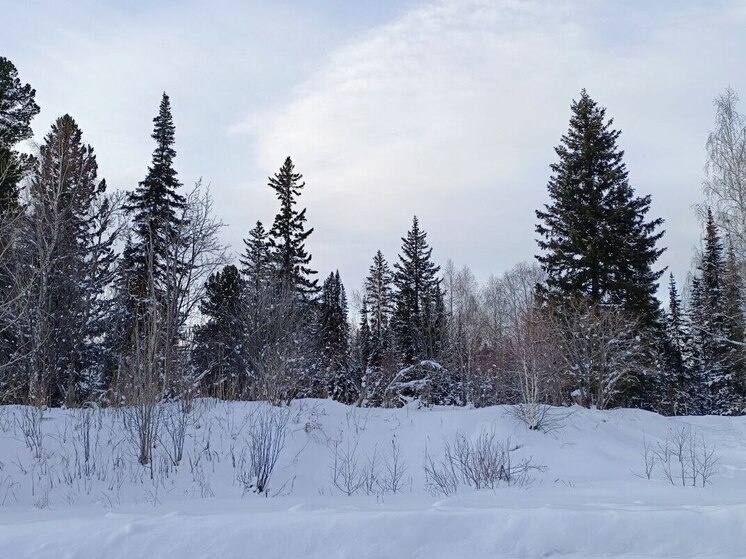     Фото: МК на Алтае/Анастасия Полторацкая
