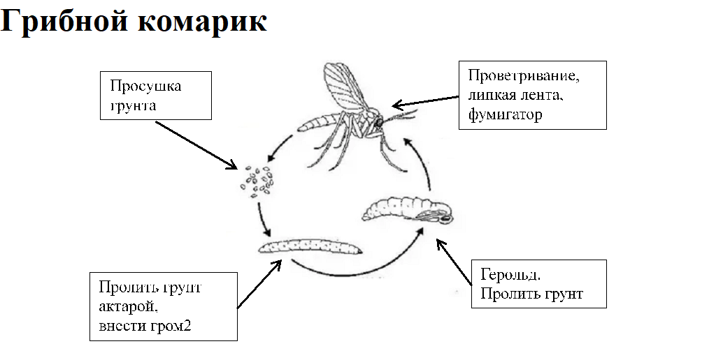 Грибной комарик. Актуальные методы борьбы