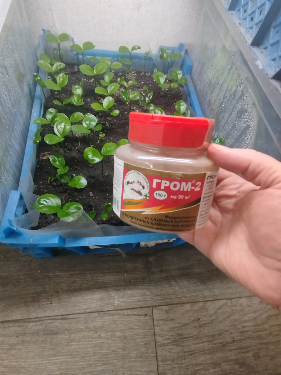 Гром2 Эффективно защищает молодые всходы от личинки грибного комарика, поэтому при посеве добавляю в грунт этот препарат.