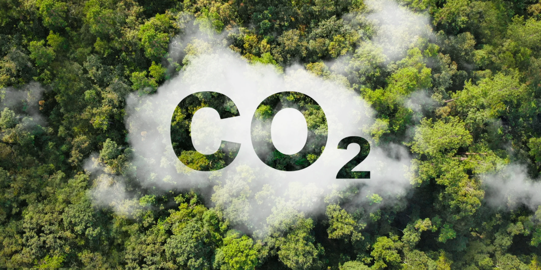 Деревья тоже виноваты: почему посадки усиливают уровень СО₂