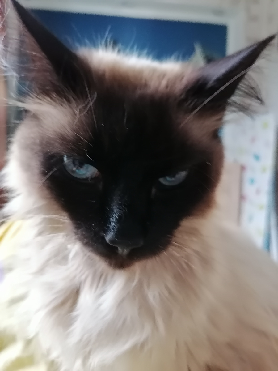 Вставай, говорю 😻