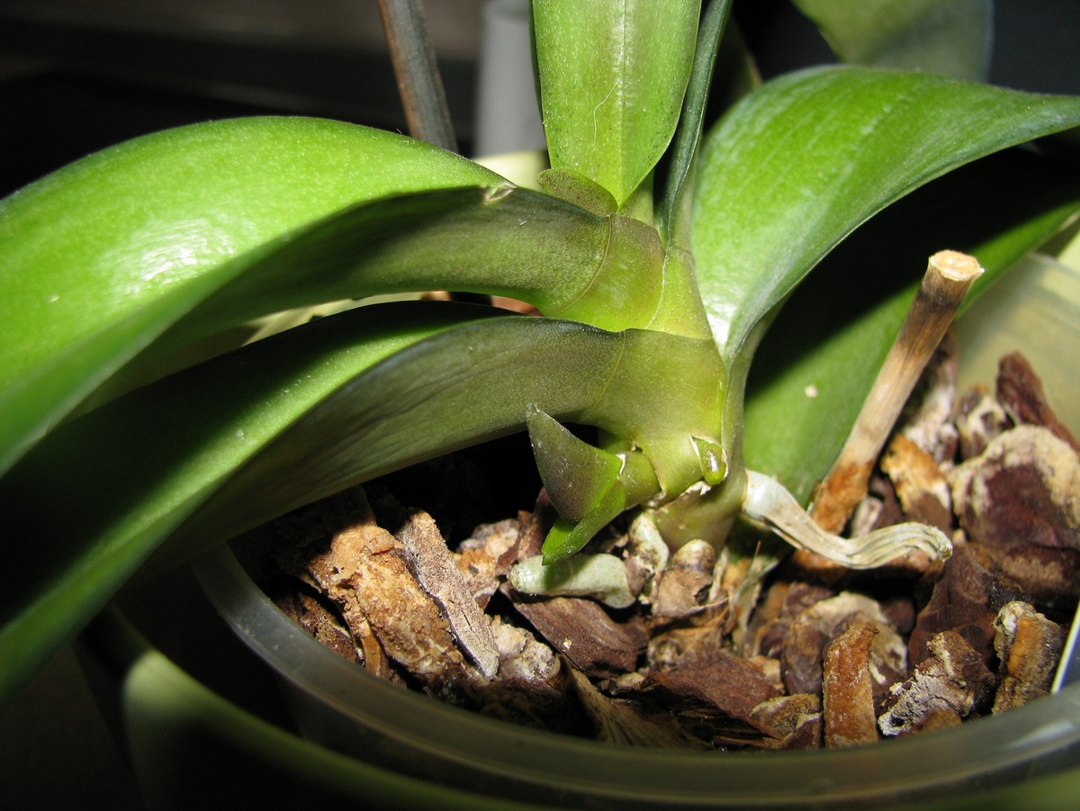 Источник фото: wishescards.ru