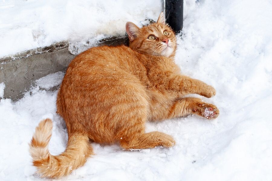     / Источник: © Оксана Король/ТАСС