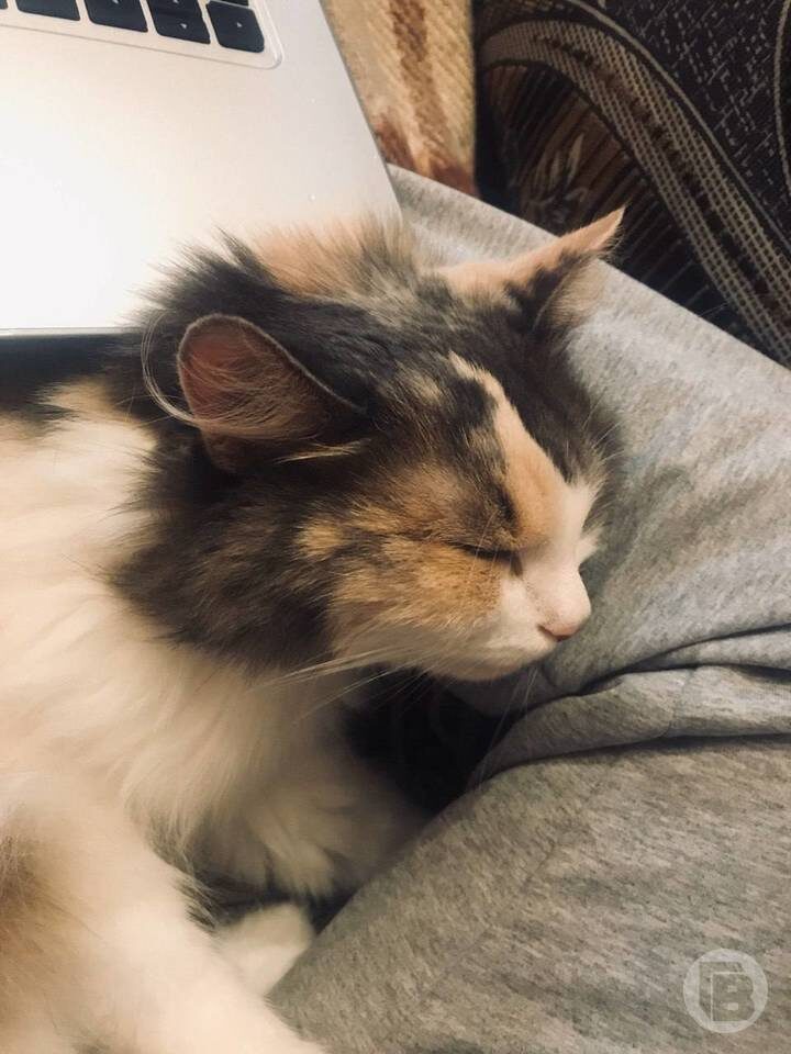    Фото: "Городские вести"