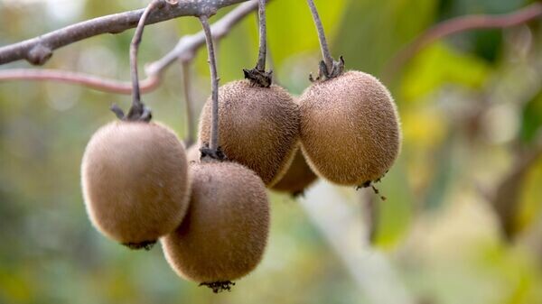    © Sputnik / Нина Зотина