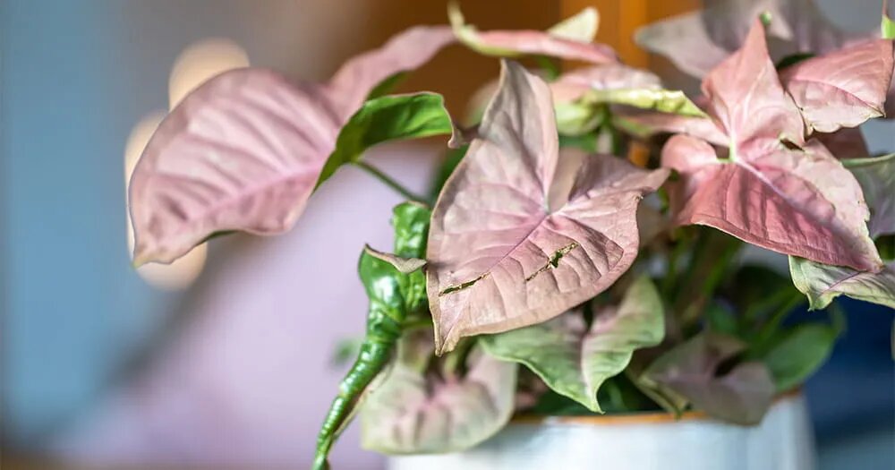 Сингониум: простой гид по уходу для начинающих