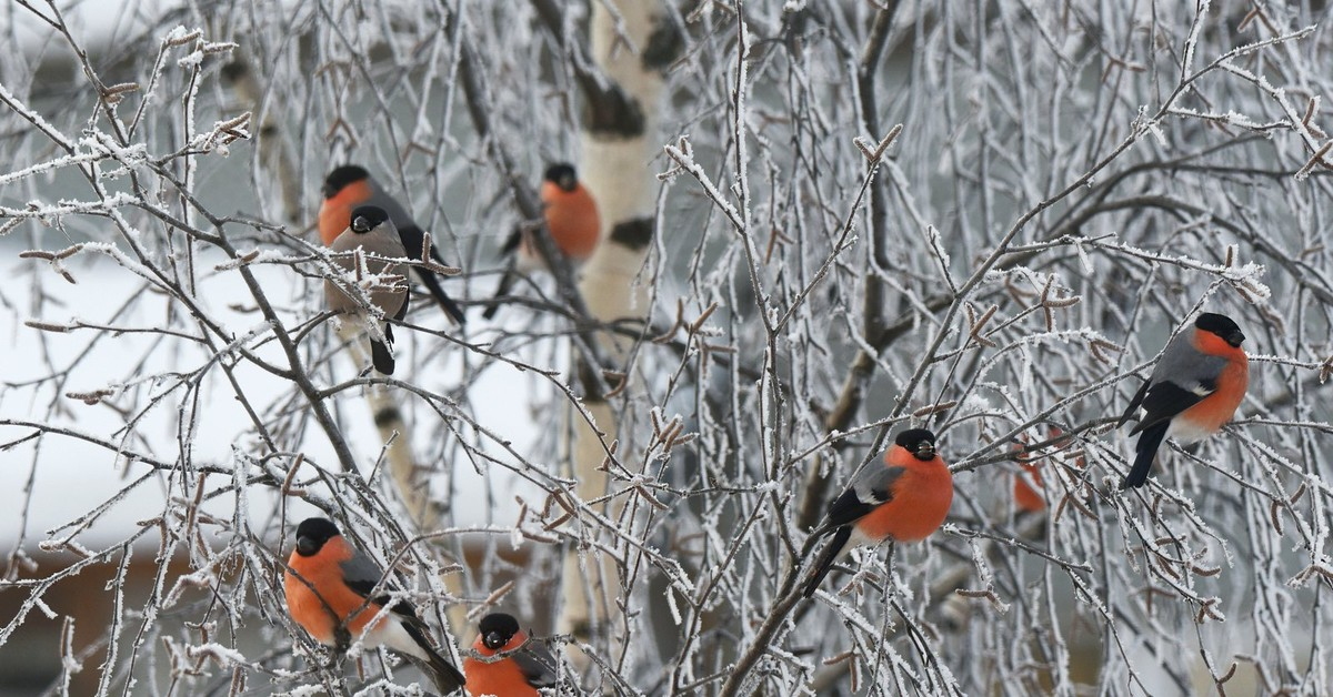 Фото взято из открытого источника