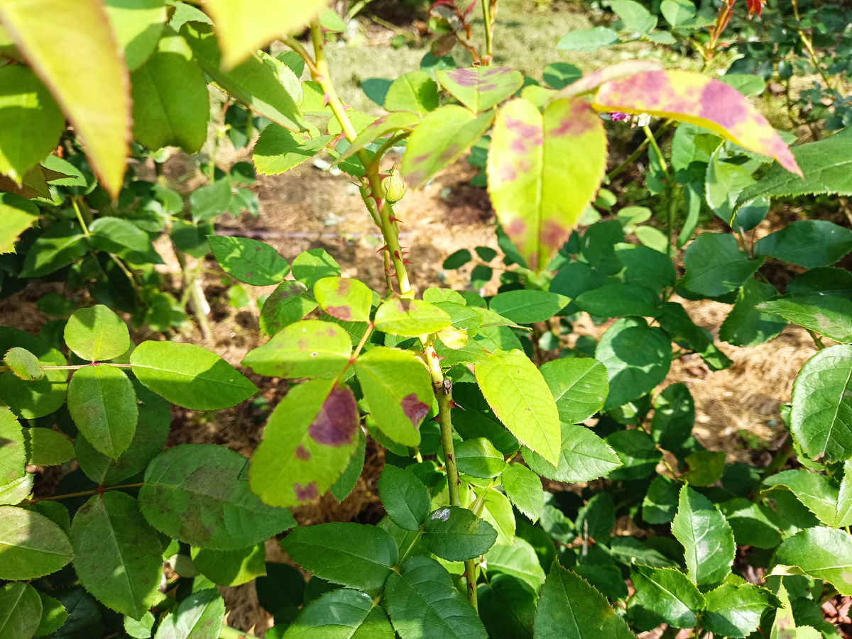 Фиолетовые пятна ЛМР появляются на верхних листьях розы, быстро распространяясь вниз куста, захватывая побеги.