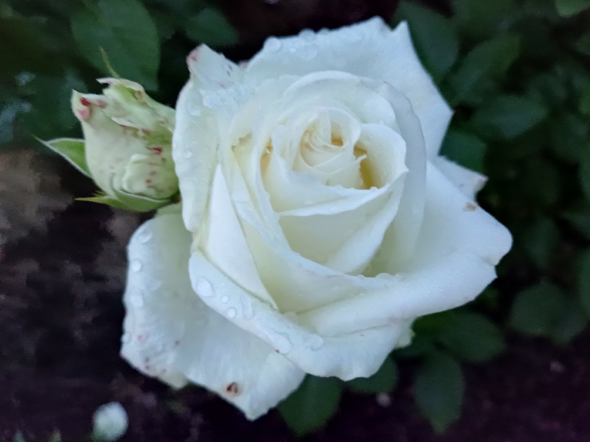 Поларштерн