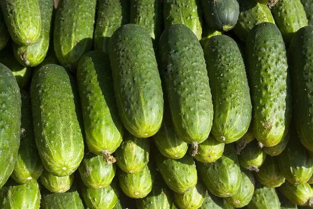    Фото: lenta.ru Максим Левин