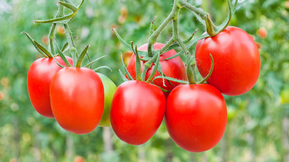 Томат Дебарао — универсальный сорт для ваших заготовок