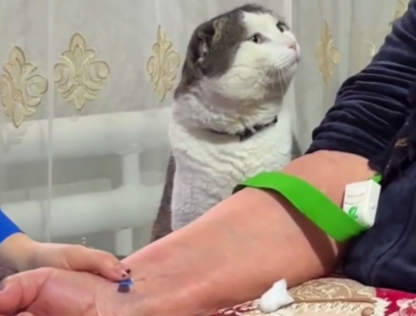 Кот из Дагестана защищал хозяйку от врачей скорой и стал звездой соцсетей