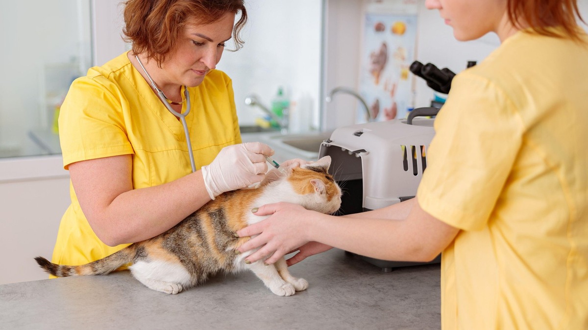    Ответственное отношение к здоровью животных помогает сохранять безопасность в городской среде