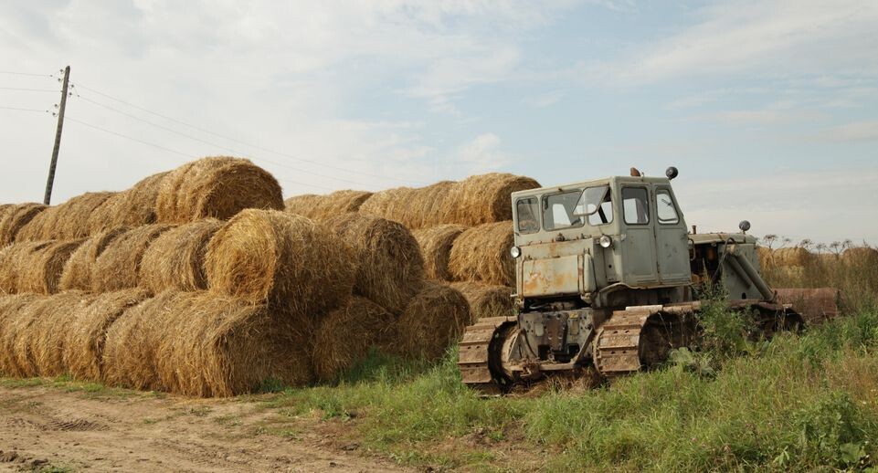   Ферма «Кузьминский» / Медиасток.рф