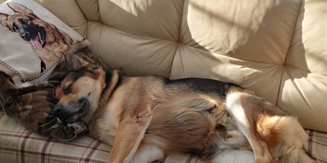 Немец Бакс, у которого не стало хозяина, спустя пол года в новом доме