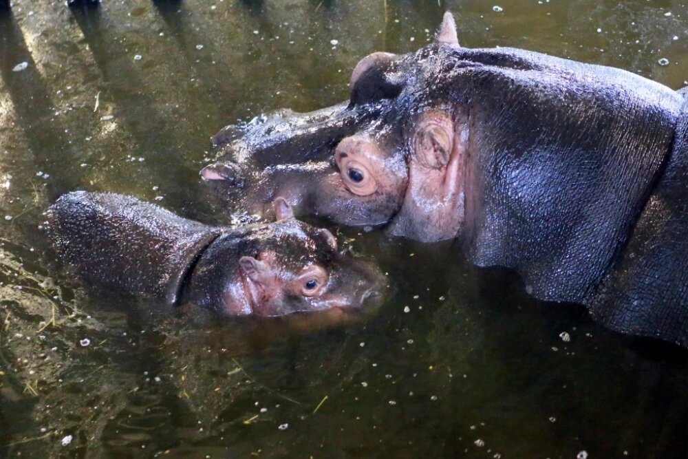    Взрослые бегемоты не умеют плавать в классическом смысле этого слова. Фото: РИА Новости/ Игорь Зарембо