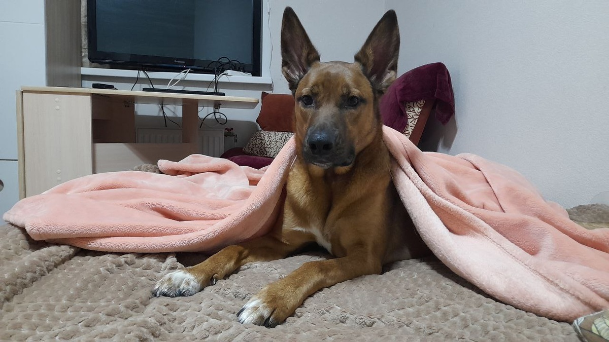 Здесь Фокс уже окреп и подрос