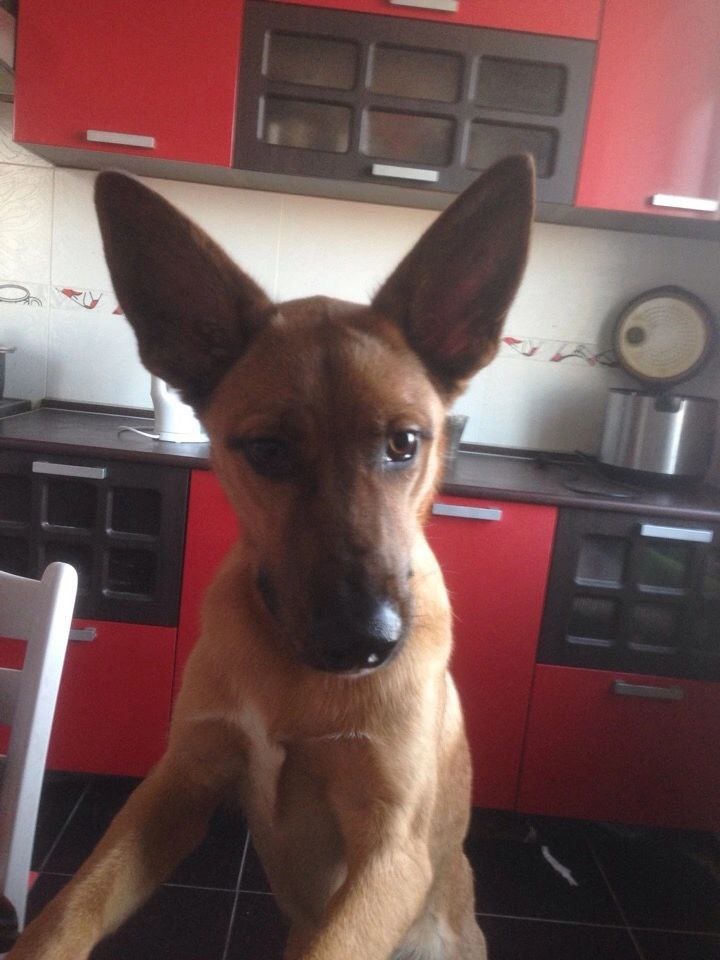 Первые дни дома. Очень осторожен и всего на свете боится