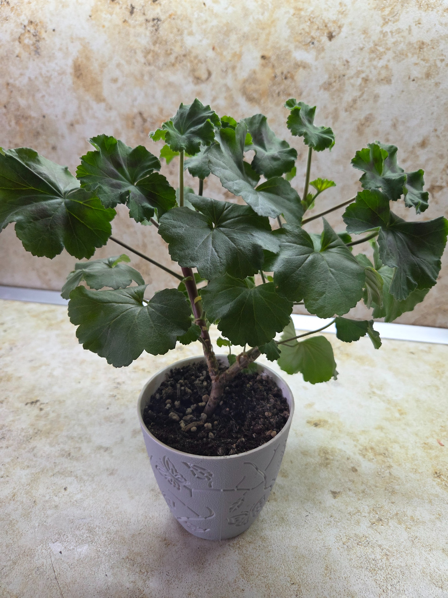 Это  та самая алая герань с ВБ из моей статьи. Фото: Зеленая леди: сад, семья и томатный сок