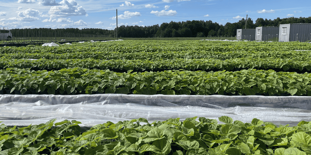 Павловния на сельхозземлях в 2026 году: развенчиваем мифы о «запретах»