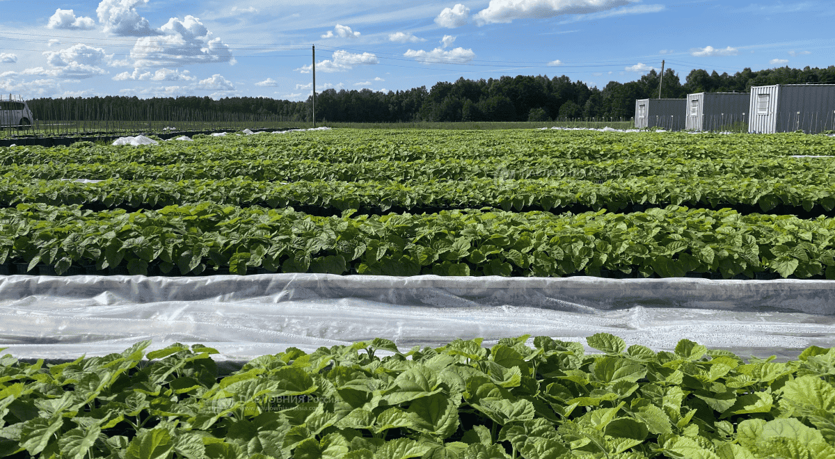 Саженцы Павловнии перед высадкой на сельхоз-земле