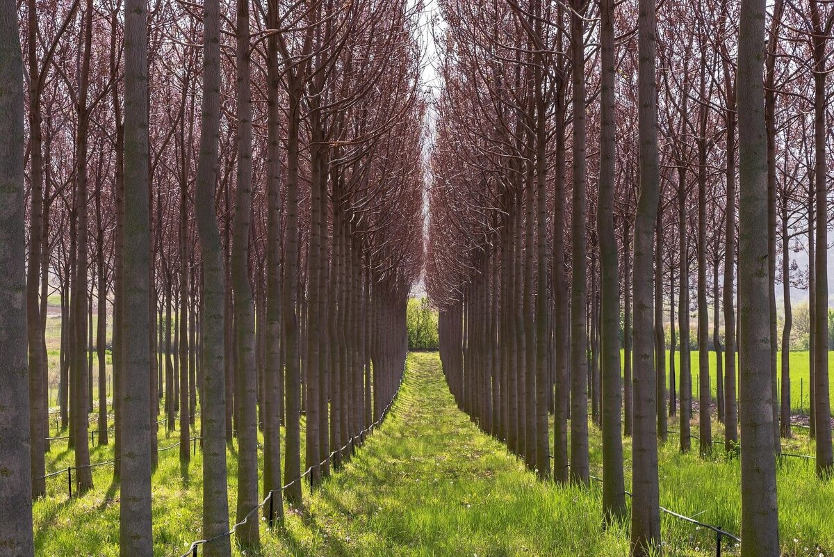 Плантация Павловнии