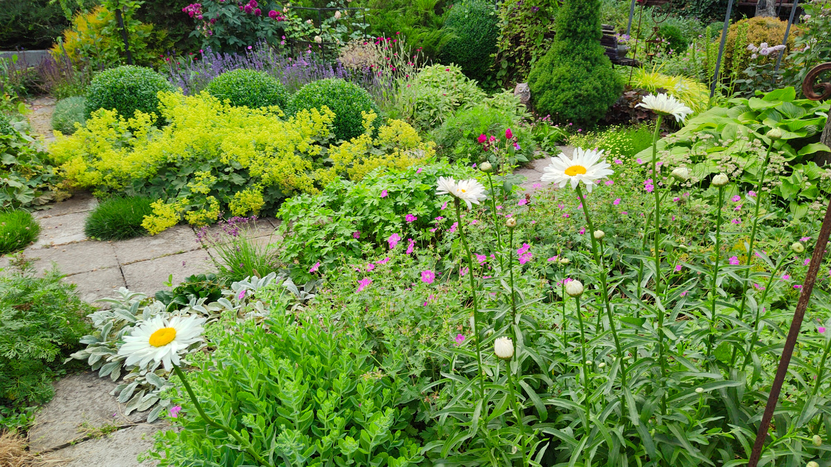 Июнь 2025 г. Мой сад.