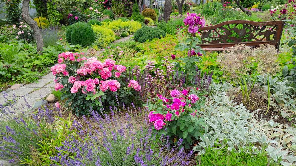 Июнь 2025 г. Центральная часть моего сада.