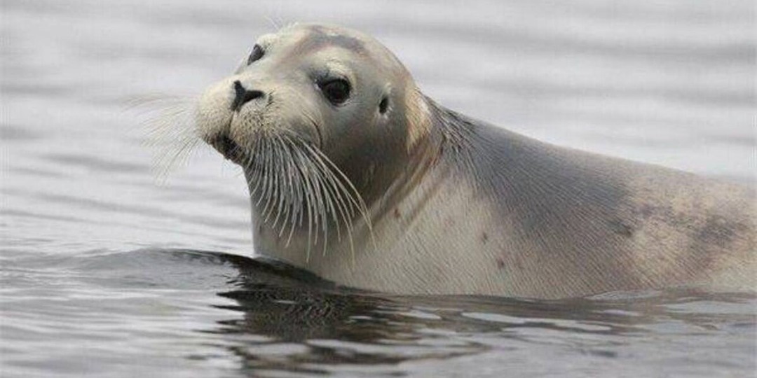 Морской заяц