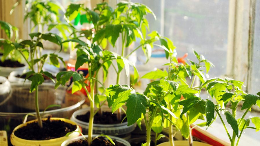 Разница между рассадой до и после устранения частых ошибок посева